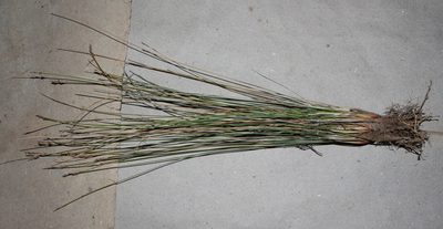 Schoenus pseudoloreus, photographed by Brian du Preez