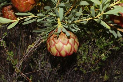 Protea namaquana, photographed by Brian du Preez