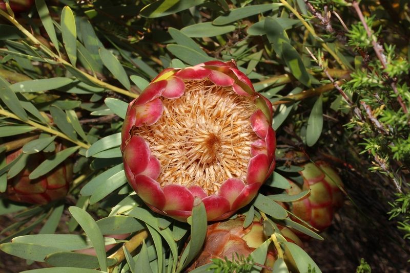 Protea namaquana, photographed by Brian du Preez