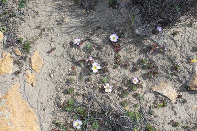 Oxalis adenodes, photographed by Brian du Preez