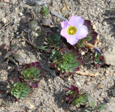 Oxalis adenodes, photographed by Brian du Preez
