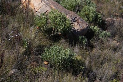 Protea namaquana, photographed by Brian du Preez