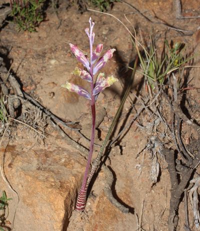 Lachenalia schlechteri, photographed by Brian du Preez