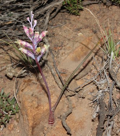 Lachenalia schlechteri, photographed by Brian du Preez