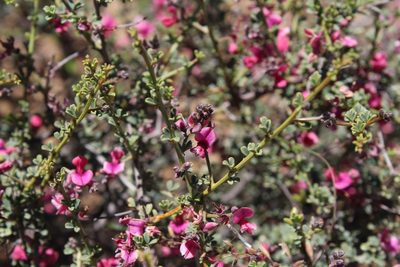Indigofera spinescens, photographed by Brian du Preez