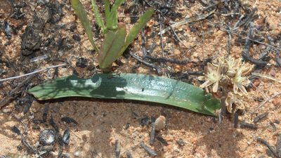 Trimelopter unifolium, photographed by Brian du Preez