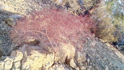 Eriogonum parishii, photographed by Alan Rockefeller