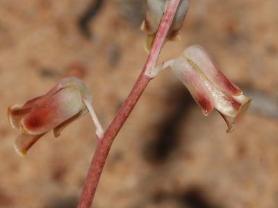 Lachenalia hirta, photographed by Brian du Preez