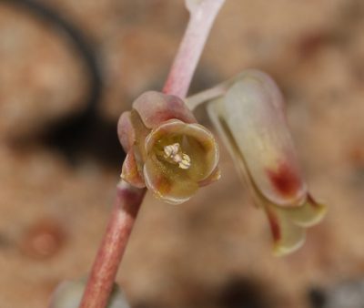 Lachenalia hirta, photographed by Brian du Preez