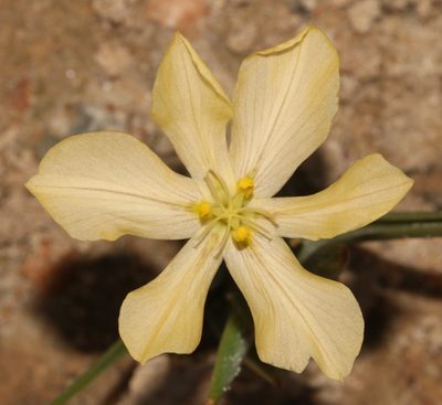 Moraea nana, photographed by Brian du Preez