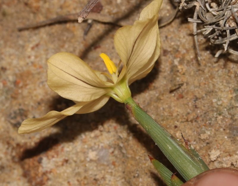 Moraea nana, photographed by Brian du Preez