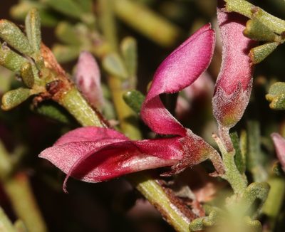 Indigofera spinescens, photographed by Brian du Preez
