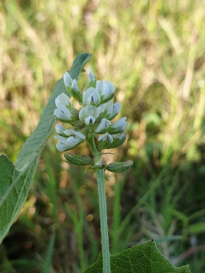 Cullen corylifolium, photographed by Aravinth