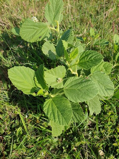 Cullen corylifolium, photographed by Aravinth