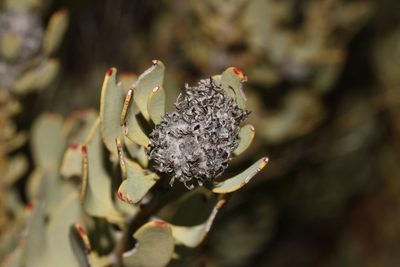 Vexatorella alpina, photographed by Brian du Preez