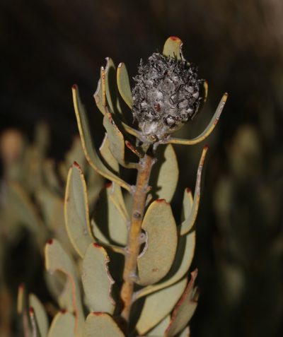 Vexatorella alpina, photographed by Brian du Preez