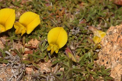 Leobordea quinata, photographed by Brian du Preez