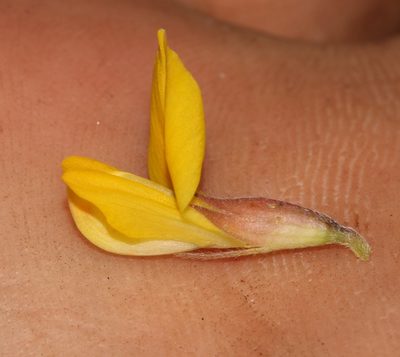 Leobordea quinata, photographed by Brian du Preez