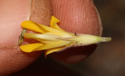 Leobordea quinata, photographed by Brian du Preez