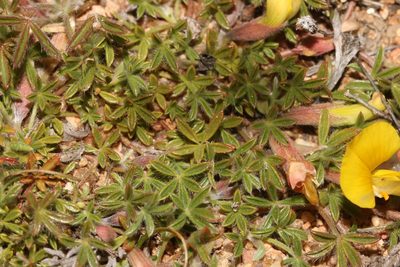 Leobordea quinata, photographed by Brian du Preez