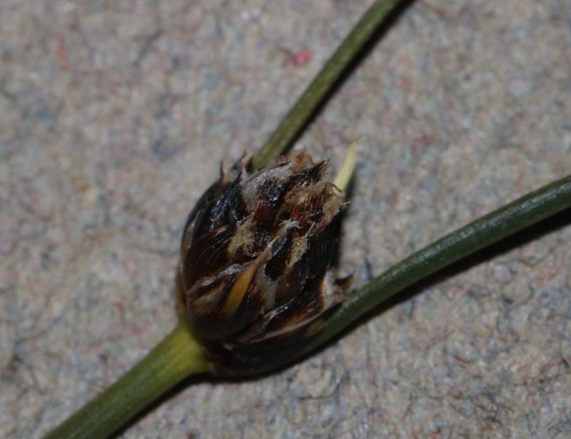 Ficinia laevis, photographed by Brian du Preez