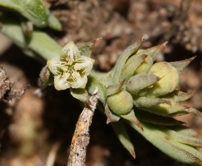 Thesium polycephalum, photographed by Brian du Preez