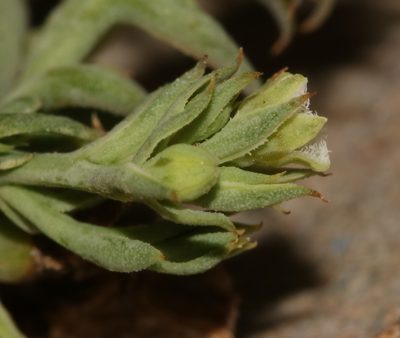 Thesium polycephalum, photographed by Brian du Preez