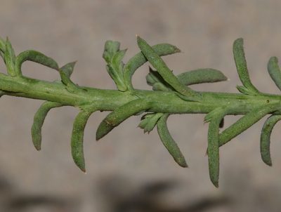 Thesium polycephalum, photographed by Brian du Preez