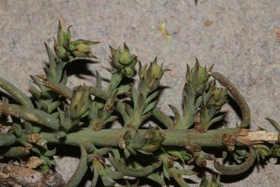 Thesium polycephalum, photographed by Brian du Preez