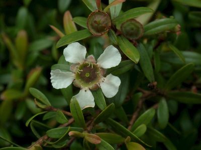 Leptospermum wooroonooran, photographed by coenobita