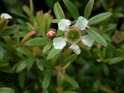 Leptospermum wooroonooran, photographed by coenobita