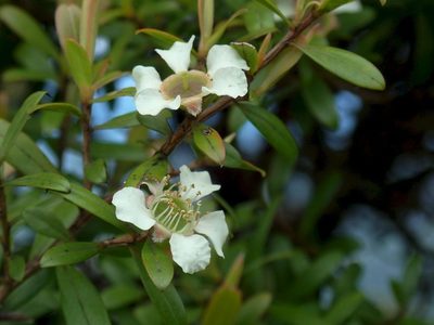 Leptospermum wooroonooran, photographed by coenobita