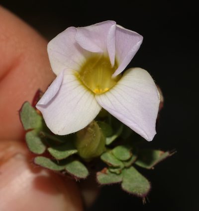 Oxalis adenodes, photographed by Brian du Preez