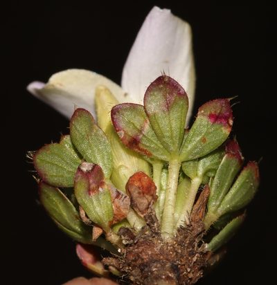 Oxalis adenodes, photographed by Brian du Preez