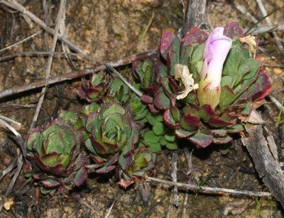 Oxalis adenodes, photographed by Brian du Preez
