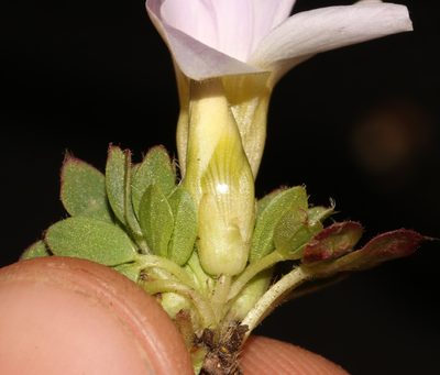 Oxalis adenodes, photographed by Brian du Preez