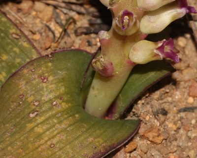Lachenalia carnosa, photographed by Brian du Preez