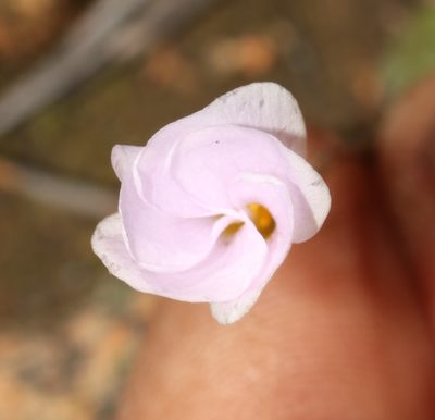 Oxalis pulchella, photographed by Brian du Preez