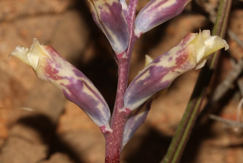 Lachenalia schlechteri, photographed by Brian du Preez