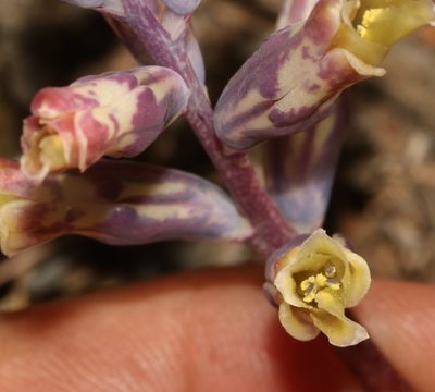 Lachenalia schlechteri, photographed by Brian du Preez
