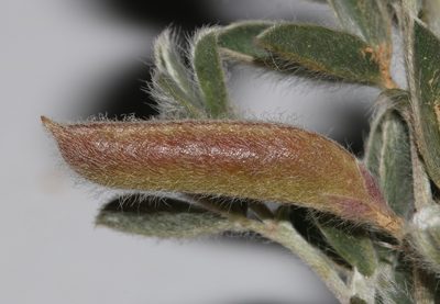 Argyrolobium argenteum, photographed by Brian du Preez