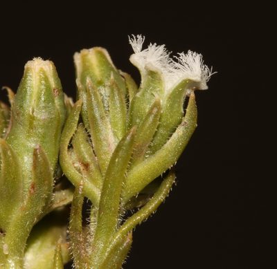 Thesium pubescens, photographed by Brian du Preez