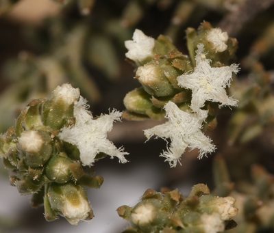 Thesium pubescens, photographed by Brian du Preez