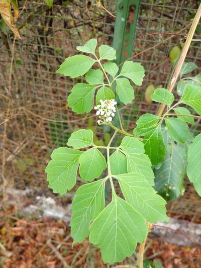 Serjania glabrata, photographed by Matthew Berigan