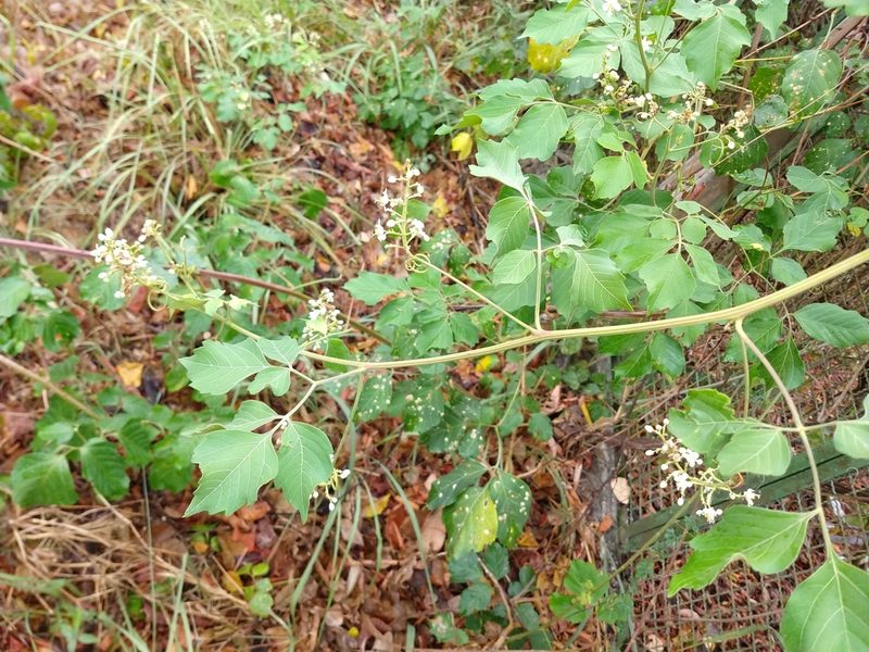 Serjania glabrata, photographed by Matthew Berigan