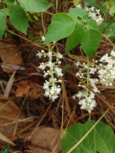 Serjania glabrata, photographed by Matthew Berigan