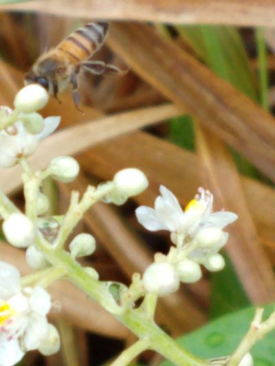 Serjania glabrata, photographed by Matthew Berigan