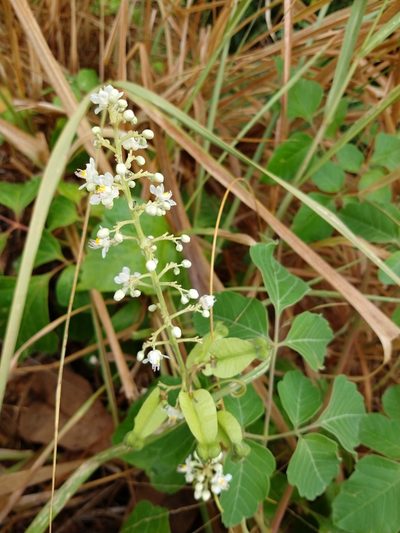 Serjania glabrata, photographed by Matthew Berigan
