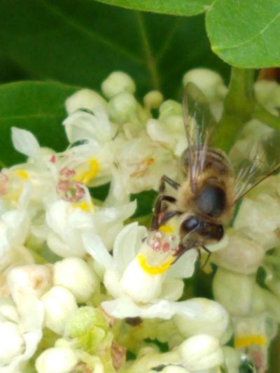 Serjania glabrata, photographed by Matthew Berigan