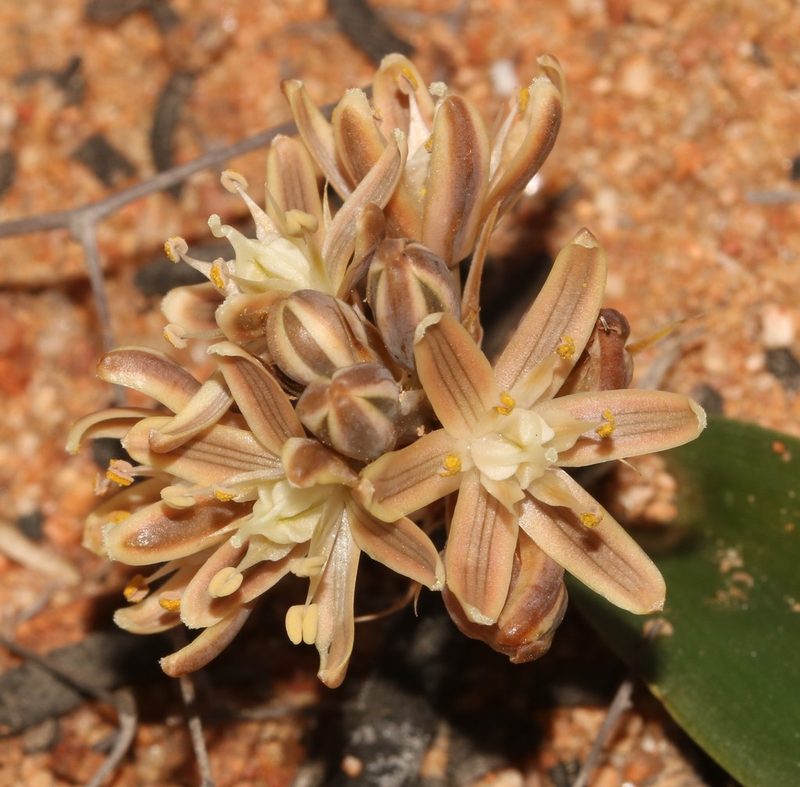 Trimelopter unifolium, photographed by Brian du Preez